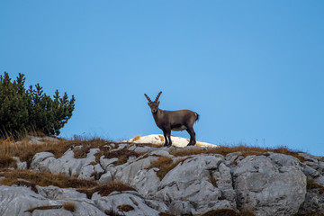 alpine ibex staring into camera