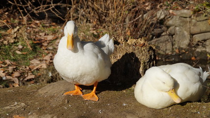 Ducks by the water