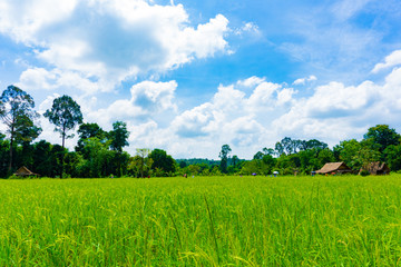 Paddy rice field in cloudy blue sky day