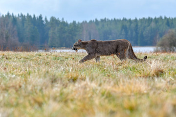 Cougar (Puma concolor), also commonly known as the mountain lion, puma, panther, or catamount. is the greatest of any large wild terrestrial mammal in the western hemisphere.