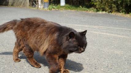 Cat's Island in Japan