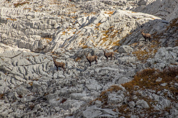a herd of alpine ibex looking towards camera