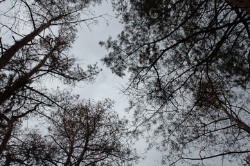 Nature forest