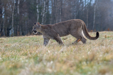 Naklejka na ściany i meble Cougar (Puma concolor), also commonly known as the mountain lion, puma, panther, or catamount. is the greatest of any large wild terrestrial mammal in the western hemisphere.