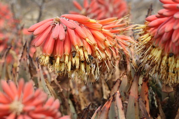 Naklejka premium Aloe claviflora flowers being pollinated by honey bees, central Karoo, South Africa.