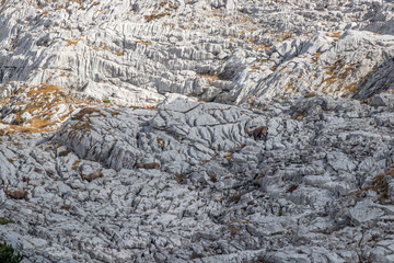a herd of alpine ibex