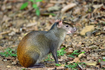 Aguti