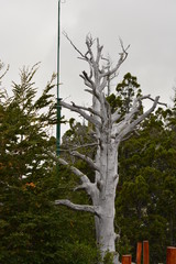 BARILOCHE (PAISAJE, NATURALEZA, RIO,..)