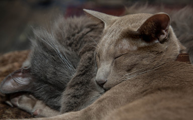 Snoozing kitties: Lilac Oriental and Nebelung cats