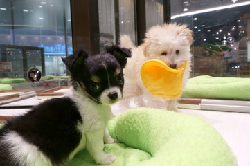 Pet shop dog