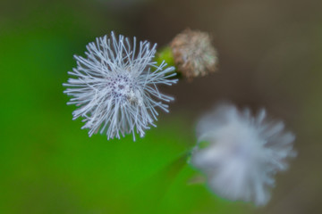 Dientes de león macro