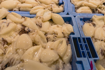 Squid fish in a box in a fishmonger.