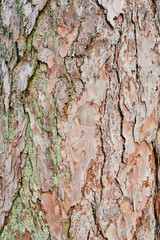 Embossed texture of the bark of red pine. Pine bark background. Close-up view of highly detailed tree bark texture. Nature wood background.