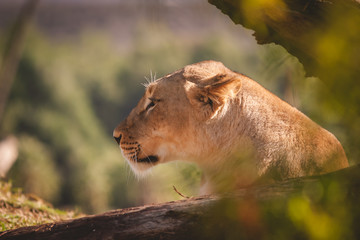 Large female lion looking into the distance