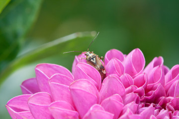 A beetle on a blossom of a pink dahlia in full bloom
