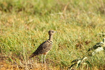 Naklejka na ściany i meble Double-banded Courser, Rhinoptilus africanus, standing in natural habitat in the Karoo of South Africa.