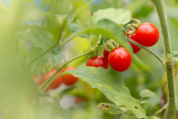 Red tomatoes in the garden