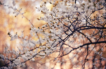 Spring blossoming of cherry.