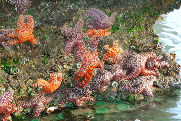 Sea Stars on the Rocks at Low Tide on the Oregon Coast
