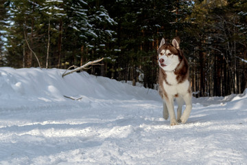 Dogsledding in a winter landscape in forest with husky dog