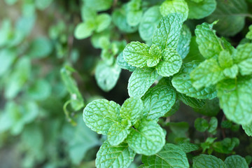 Fresh Mint leaves in garden