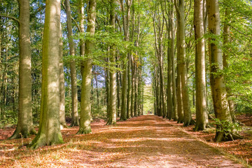 This hiking path through green fields and dense forests located at the Tankenberg (near the city of Oldenzaal) on a sunny october day is a typical Dutch landscape
