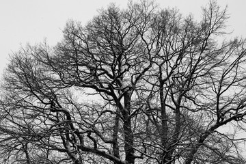 Winter Schnee Baum