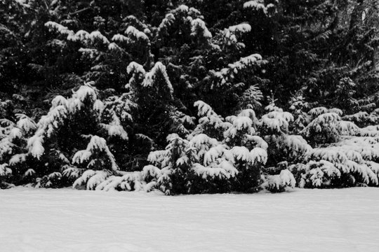 Winter Schnee Baum