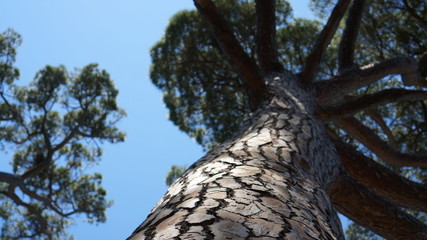Pine on a sunny day