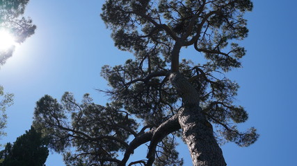 Lebanese cedar on a sunny day