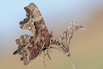 Splendido ritratto della farfalla C bianco  (Polygonia c-album)
