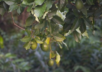 FRUTINHA