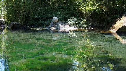 swan on the shore of the pond