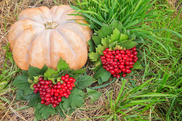 pumpkin, a viburnum on a background of a green grass in the late autumn in a garden