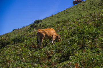 Vaca en los picos de Europa