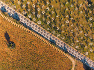 Blossoming almond trees and plowed ground separated by path and train tracks. Bird eye view...