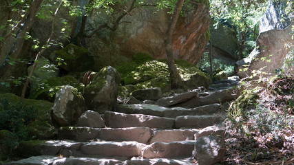 old stone staircase in an overgrown park