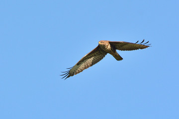 Eurasian Buzzard (Buteo buteo), Greece