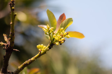 Avocado flower on plant