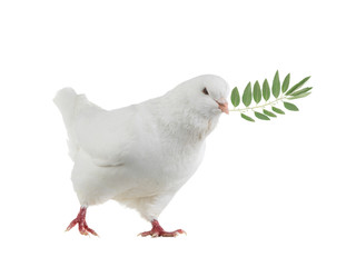 White dove goes with a palm branch