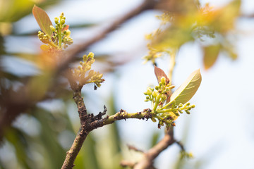 Avocado flower on plant