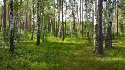 Stand of Birch Trees in Russian Wilderness