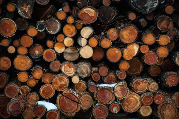 Heap of wooden logs