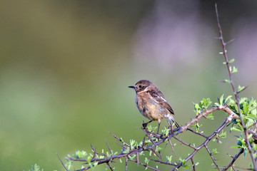 A Common Stonechat (Saxicola rubicola), Crete