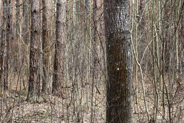 Obraz premium Mixed forest in the spring.
