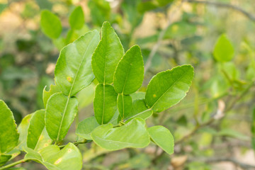 Fresh Kaffir lime leaf on plant