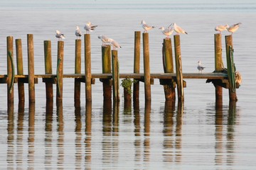 zwischenahner meer