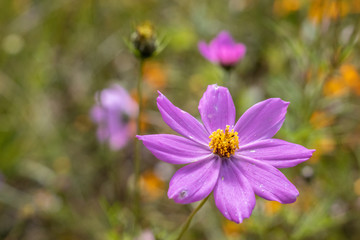 Flor en la llanura