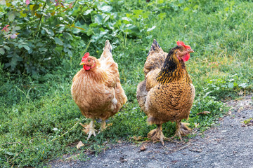 Two brown chicken in the garden on the farm. Growing chickens_