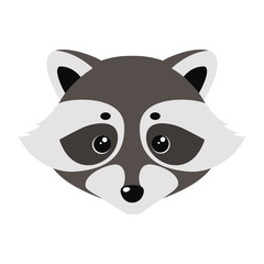 Raccoon cute face